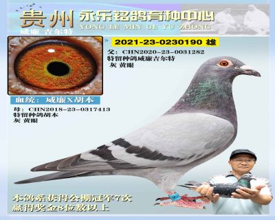 永乐190 雄