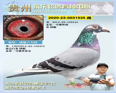 永乐535 雌