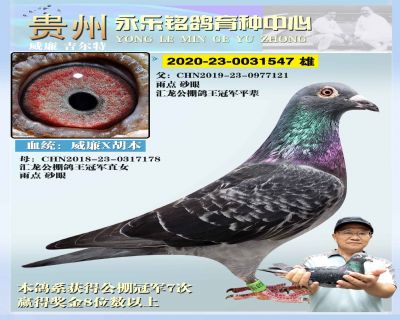 永乐547 雄