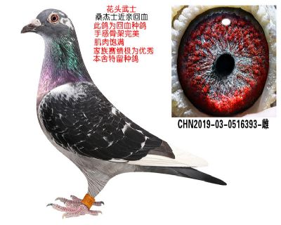 桑杰士第一武士
