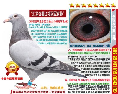 11项冠军配3万羽冠军直子配五台山公棚冠军平辈