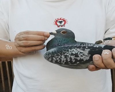 仟翼近亲平辈藏品!用18个月后不满意退全款,真正的实力保障!