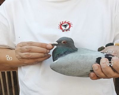 阿曼多曾孙女藏品!用18个月后不满意退全款,真正的实力保障!