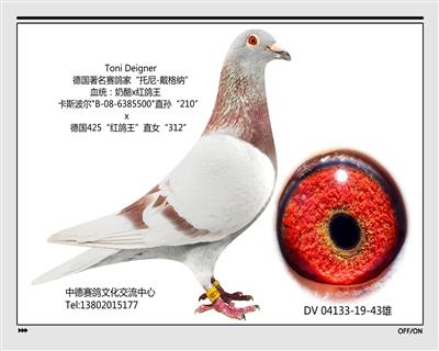DV 04133-19-43 雄