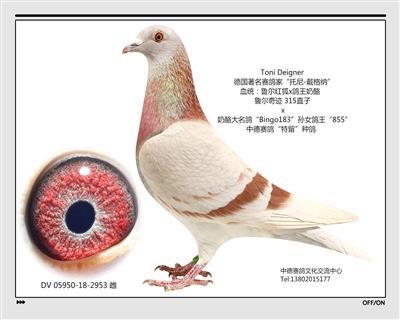 DV 05950-18-2953 雌