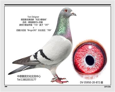 DV 05950-20-872雌