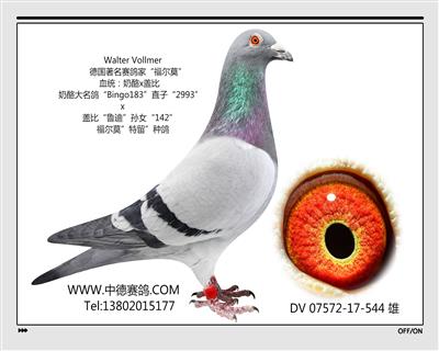 DV 07572-17-544 雄
