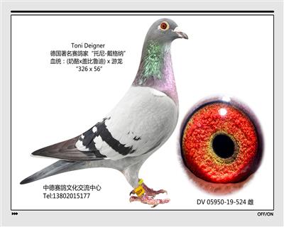 DV 05950-19-524雌