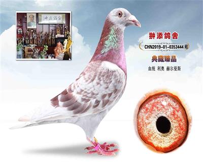 一关上岸:鸽系 利奥 鸽王杨 444
