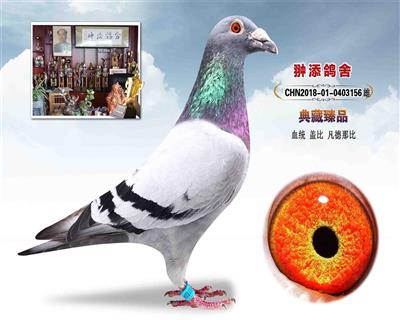 盖比《超级罗密欧直女》作出