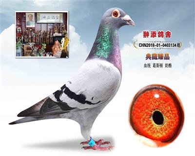 葛斯顿 奶酪