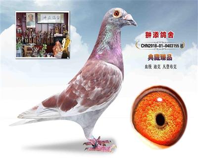 迪克 凡登布克