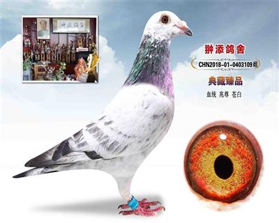 兆尊 苍白
