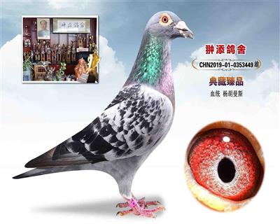 杨胡曼斯 哈利