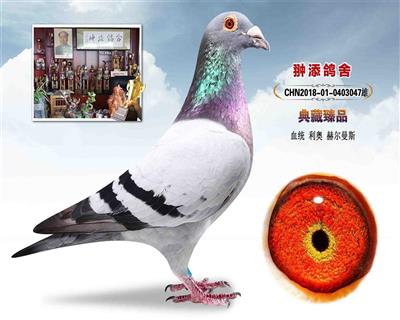 第一种公:直子