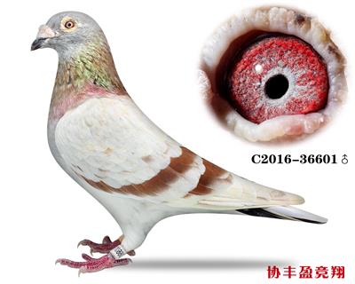鲁道克拉森红昆蒂血统
