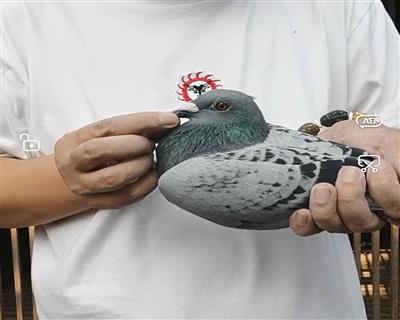 仟翼近亲平辈藏品!用18个月后不满意退全款,真正的实力保障!