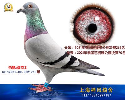 芭提雅70名直子奶酪桑杰士