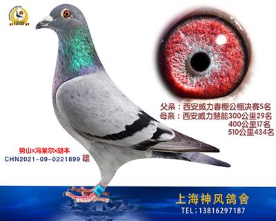威力5名x威力超级奖鸽