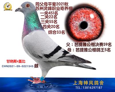 芭提雅鸽王5名x决赛59名