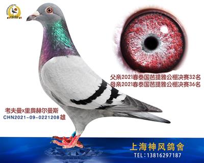泰国芭提雅32名x36名里奥赫尔曼斯