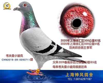 鸽王季军