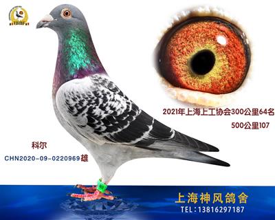 科尔成绩鸽