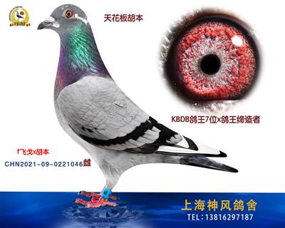 天花板胡本