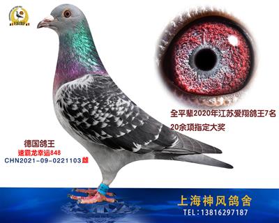 爱翔鸽王7全平辈