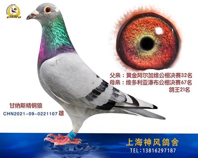 甘纳斯精钢狼