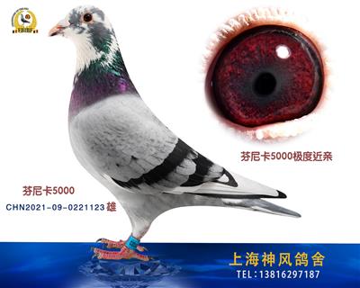 极度芬尼卡5000