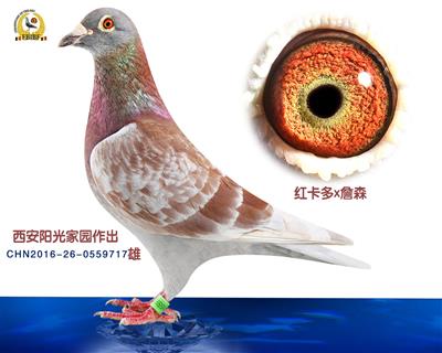 西安阳光家园作出
