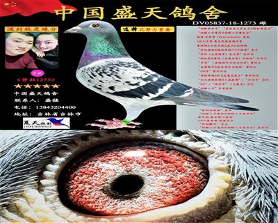 出售奶酪原环种鸽买好鸽子来看
