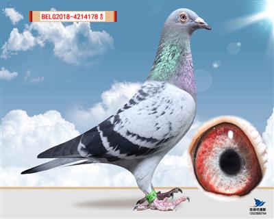 里奥贺尔曼178