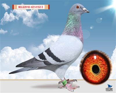 盖比152