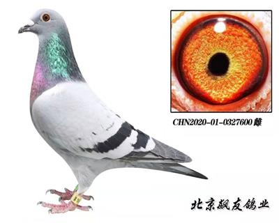 jI(y)ղɭ600