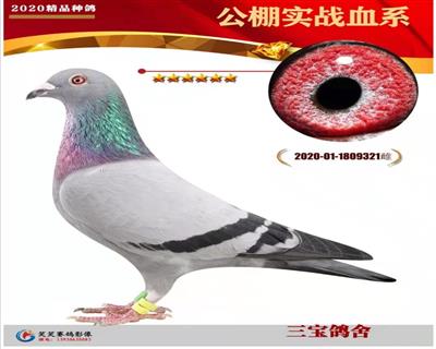 ᣺S۽H321