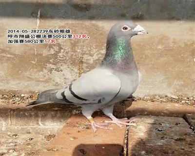Qِ372վِ17