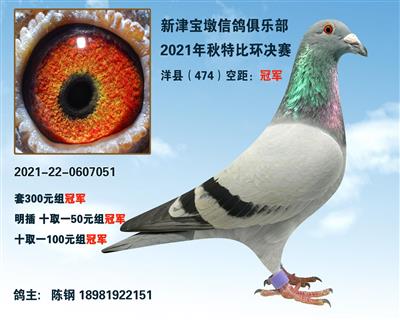 四川成都〈高位冠军成绩鸽〉部份0元起拍 信鸽在线拍卖平台 中国