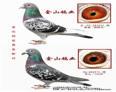 中国金山鸽业 - 中信网铭鸽展厅 www.ag188.com