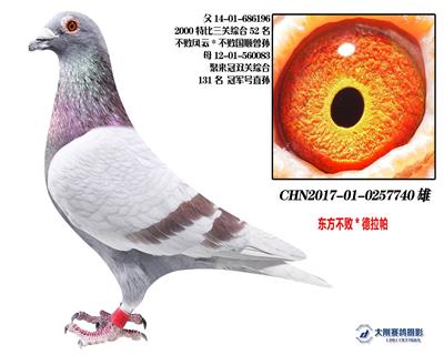东方不败X德拉帕