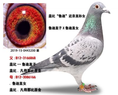 盖比鲁迪孙代