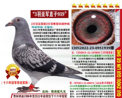 500公里3万羽亚军配3万羽季军珍藏直子(平辈作出冠军多羽)