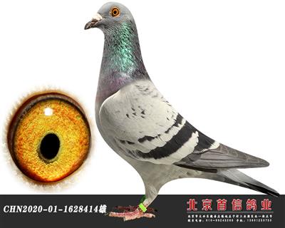 杨欧瓦克414