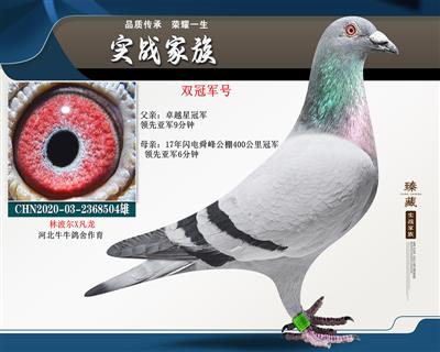 急速林波爾X凡龍 雙冠軍號
