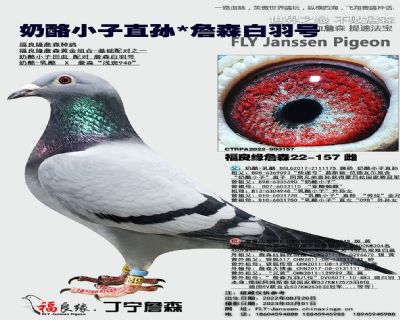 奶酪小子直孙X詹森白羽号