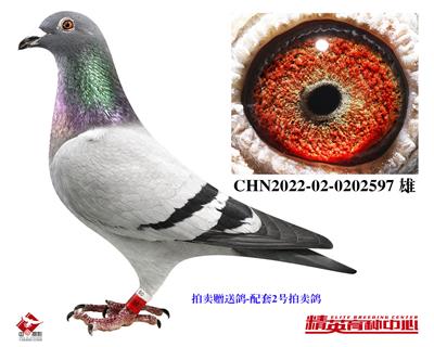 拍卖赠送鸽
