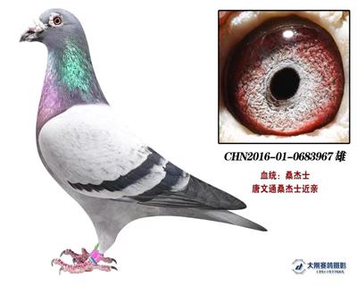 ѹͨɣʿ