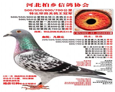 特比四關鴿王冠軍六關鴿王季軍