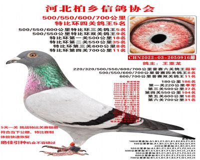 特比四關鴿王5名六關鴿王殿軍